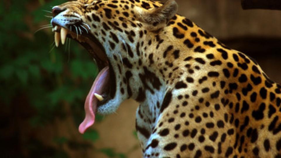 Llegada de un jaguar a la tranquera