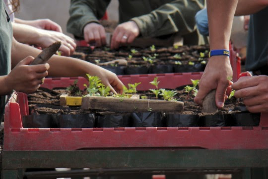 El municipio lanza nuevos cursos sobre jardinería y paisajismo