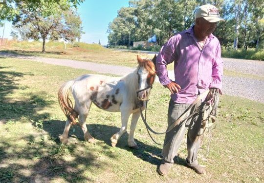 El municipio dio en adopción dos caballos rescatados de la vía pública