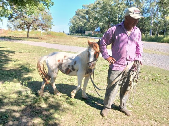 El municipio dio en adopción dos caballos rescatados de la vía pública