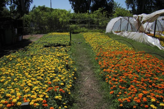 El municipio invita a recorrer el vivero de Parques y Paseos
