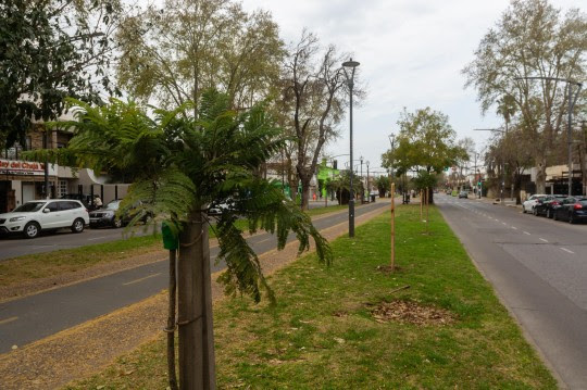 El municipio avanza con la plantación de árboles en toda la ciudad