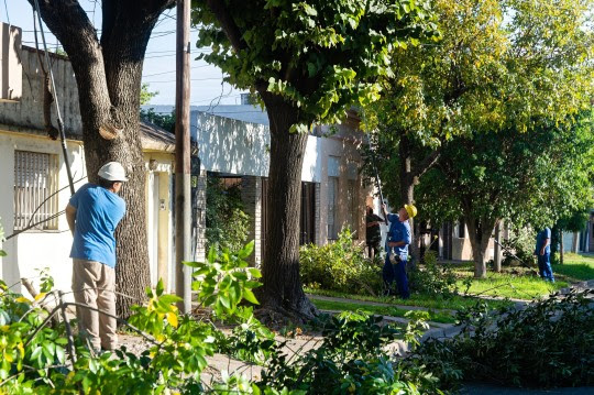 Arbolado: cuadrillas del municipio continúan con las intervenciones de poda y escamonda