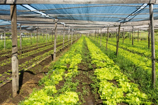 El municipio invita a vecinas y vecinos a recorrer el Cinturón Verde de Rosario