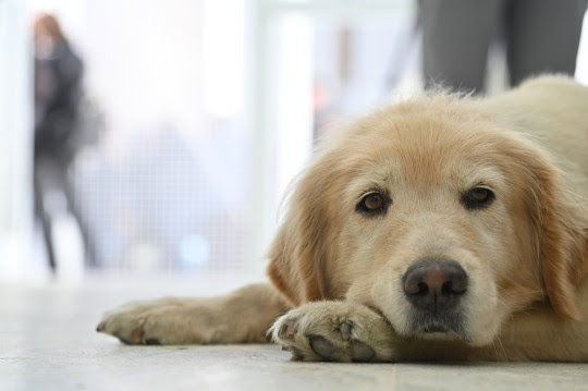 El Hospital Municipal de Salud Animal ya atendió a más de 1.100 perros y gatos desde su inauguración