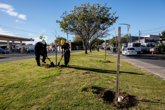 El municipio continúa con la plantación de árboles en distintos puntos de la ciudad