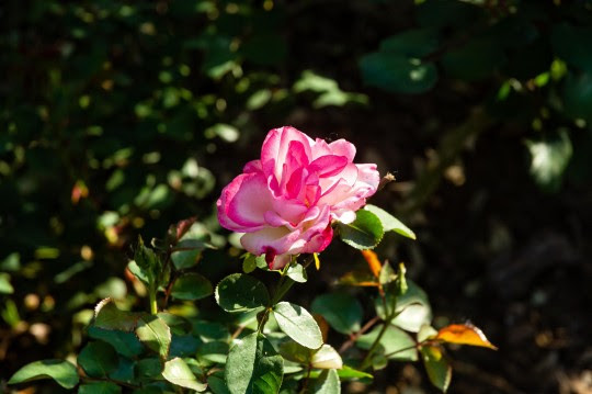 La Escuela de Jardinería dictará talleres de poda de rosales durante el mes de julio
