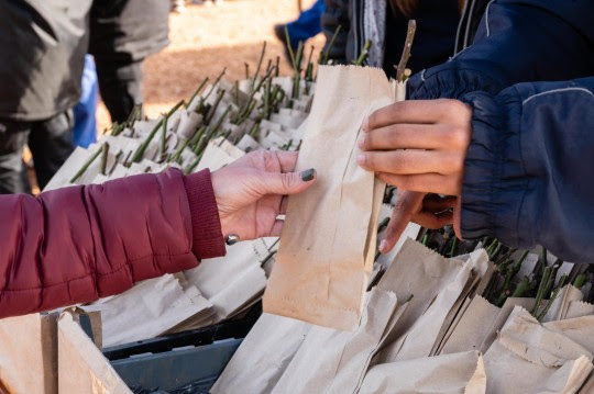 Vuelve la entrega de esquejes de rosas en el Parque de la Independencia